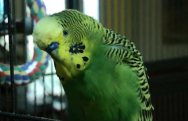 disco-the-parakeet