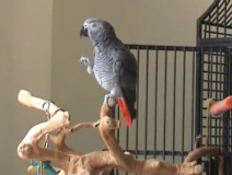 papagaio-always